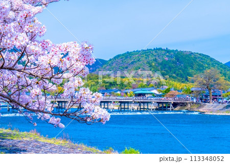 嵐山の桜と渡月橋 113348052