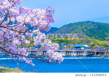 嵐山の桜と渡月橋 113348053