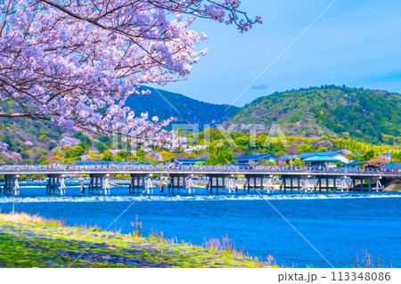 嵐山の桜と渡月橋 113348086