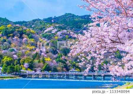 嵐山の桜と渡月橋 113348094
