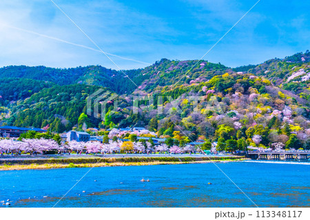 嵐山の桜と渡月橋 113348117