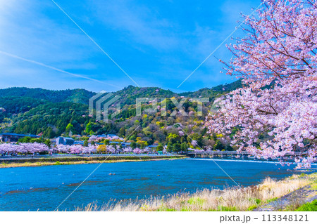 嵐山の桜と渡月橋 嵐山の桜と渡月橋 113348121