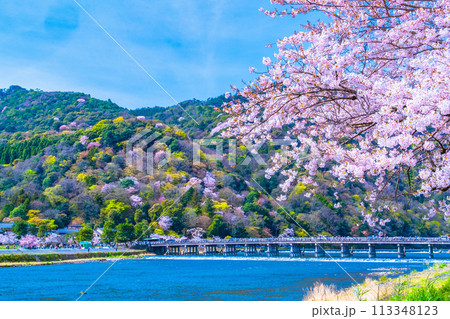 嵐山の桜と渡月橋 113348123