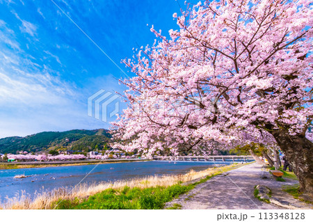 嵐山の桜と渡月橋 113348128