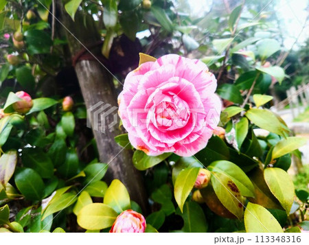 川の辺で咲いている椿の花・光源氏 113348316