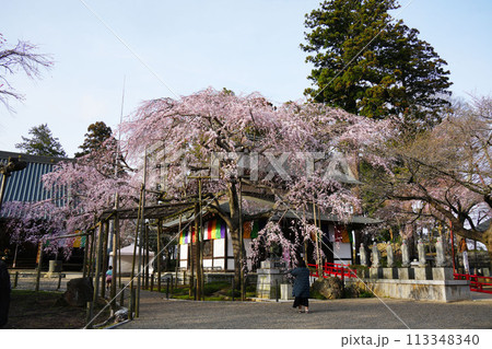 枝垂れ桜 六地蔵尊 枝垂れ桜 六地蔵尊 113348340