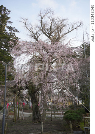 枝垂れ桜 六地蔵尊 枝垂れ桜 六地蔵尊 113348349