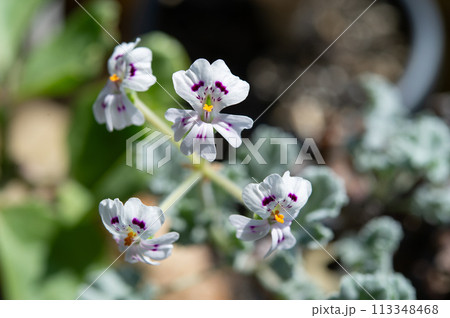 ペラルゴニウム・ミラビレの花 113348468