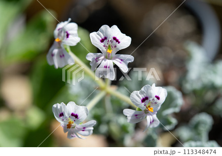 ペラルゴニウム・ミラビレの花 113348474