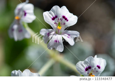 ペラルゴニウム・ミラビレの花 113348477