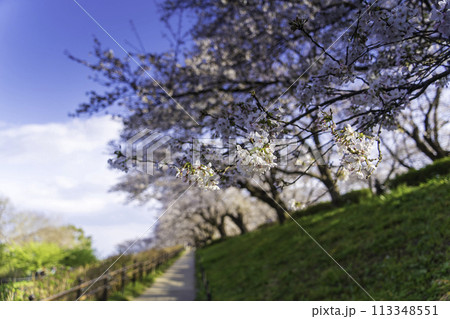青空に映える満開の桜 113348551