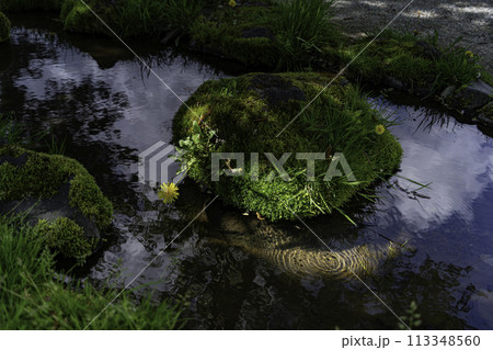 水面に映るタンポポ 113348560