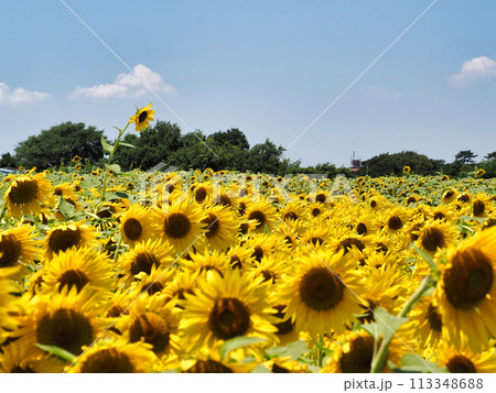 夏の青空と一面ひまわり畑 夏の青空と一面ひまわり畑 113348688