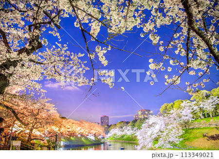 日本の東京都市景観 桜が満開になった千鳥ヶ淵。ライトアップされた桜などを望む…＝令和6年4月7日 113349021