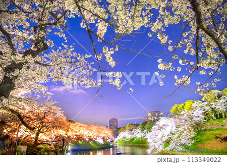 日本の東京都市景観 桜が満開になった千鳥ヶ淵。ライトアップされた桜などを望む…＝令和6年4月7日 113349022