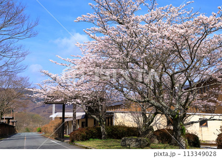 南阿蘇桜公園　満開の桜 113349028