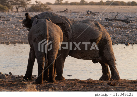 Bathing Elephants in Etosha 113349123
