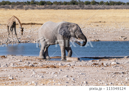 African Elephant drinking at a waterhole African Elephant drinking at a waterhole 113349124