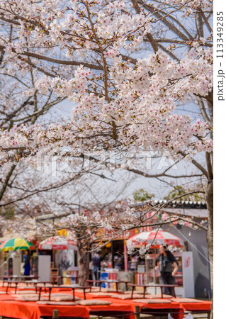 名勝 京都円山公園の枝垂れ桜 名勝 京都円山公園の枝垂れ桜 113349285