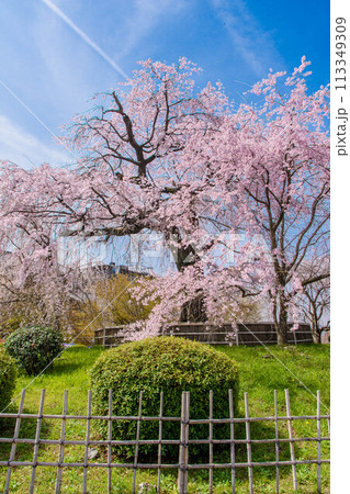 名勝 京都円山公園の枝垂れ桜 名勝 京都円山公園の枝垂れ桜 113349309