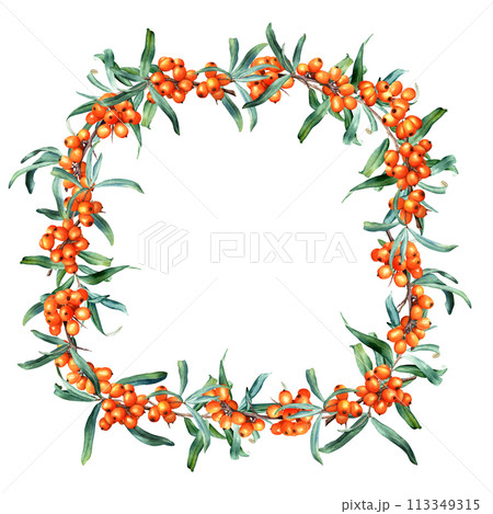 Watercolor square frame with sea buckthorn berries and leaves. Hand drawn botanical illustration isolated on white background. For clip art cards invitation label package Watercolor square frame with sea buckthorn berries and leaves. Hand drawn botanical illustration isolated on white background. For clip art cards invitation label package 113349315