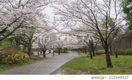 【千葉県千葉市】おゆみ野四季の道・春の道(有吉中学校前)と桜 【千葉県千葉市】おゆみ野四季の道・春の道(有吉中学校前)と桜 113349317