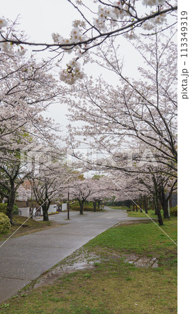【千葉県千葉市】おゆみ野四季の道・春の道(有吉中学校前)と桜 【千葉県千葉市】おゆみ野四季の道・春の道(有吉中学校前)と桜 113349319