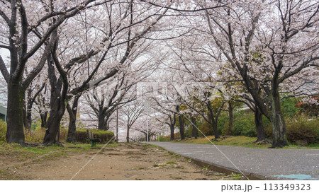 【千葉県千葉市】おゆみ野四季の道・春の道と桜 113349323