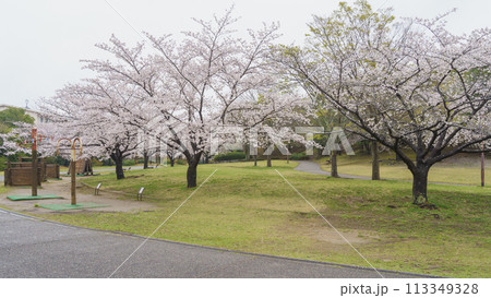 【千葉県千葉市】おゆみ野はるのみち公園と桜 【千葉県千葉市】おゆみ野はるのみち公園と桜 113349328