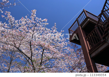 筆山公園 展望台と桜 (高知県 高知市) 筆山公園 展望台と桜 (高知県 高知市) 113349354