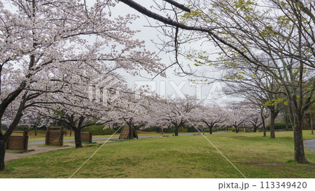 【千葉県千葉市】おゆみ野はるのみち公園と桜 【千葉県千葉市】おゆみ野はるのみち公園と桜 113349420