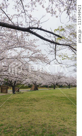 【千葉県千葉市】おゆみ野はるのみち公園と桜 113349421