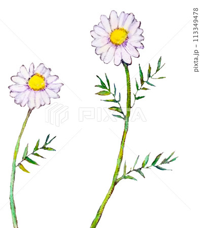 カモミールの花のイラスト 113349478