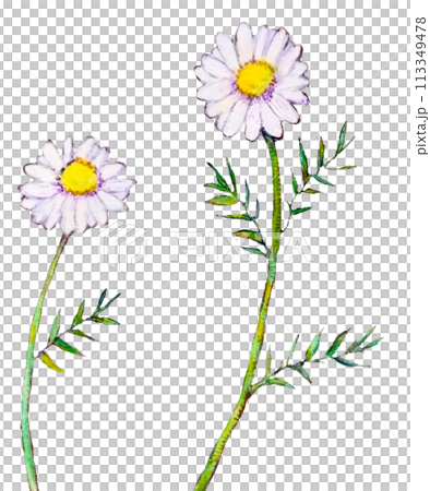 洋甘菊花圖 洋甘菊花圖 113349478