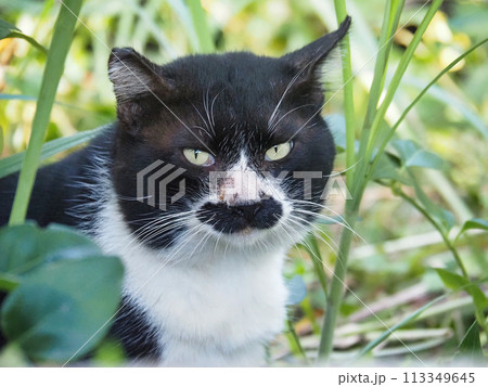 見つめる猫 見つめる猫 113349645