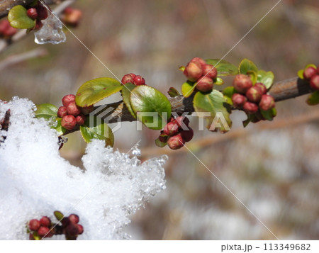 木瓜の蕾と枝に積もった雪 113349682