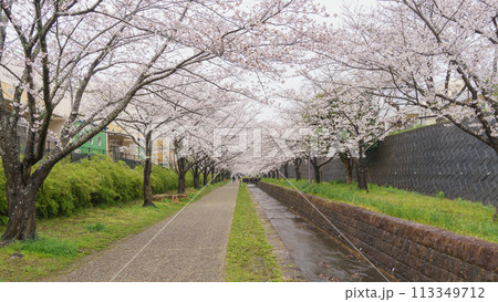 【千葉県千葉市】おゆみ野四季の道・おゆみ野の道と桜並木 【千葉県千葉市】おゆみ野四季の道・おゆみ野の道と桜並木 113349712