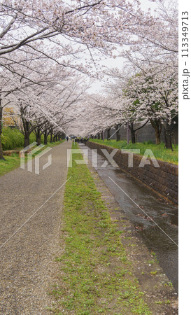 【千葉県千葉市】おゆみ野四季の道・おゆみ野の道と桜並木 【千葉県千葉市】おゆみ野四季の道・おゆみ野の道と桜並木 113349713
