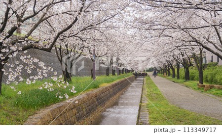 【千葉県千葉市】おゆみ野四季の道・おゆみ野の道と桜並木 113349717