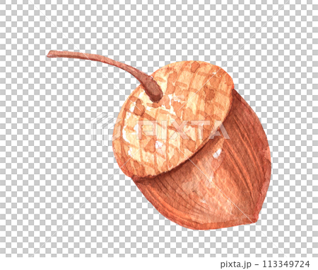 Watercolor acorn isolated. Oak nut hand drawn childish illustration. 113349724
