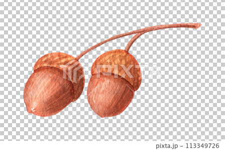 Watercolor acorns isolated. Oak nut hand drawn illustration. 113349726