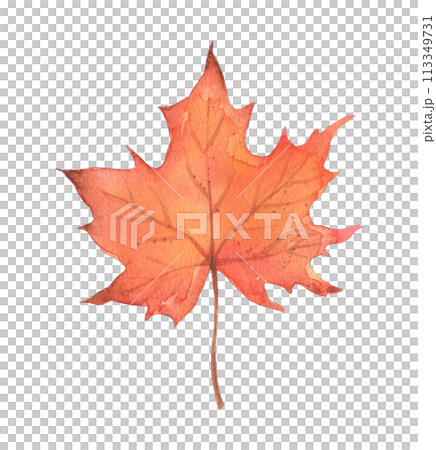 Watercolor autumn maple leaf isolated. 113349731