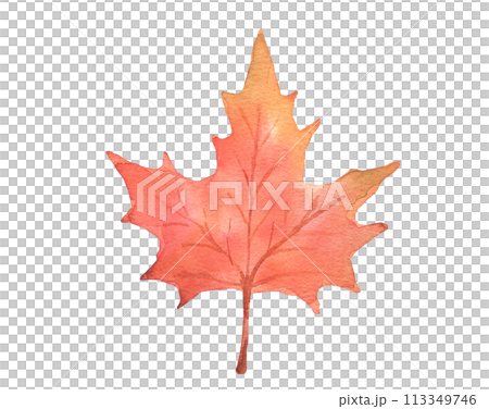 Autumn maple leaf. Hand drawn watercolor illustration 113349746