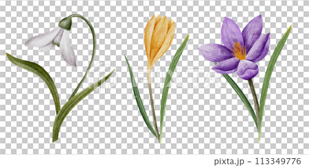 crocus and snowdrop flowers, watercolor art, isolated on white. Hand drawn botanical illustration. Elements for cards, logos, prints, wedding design 113349776