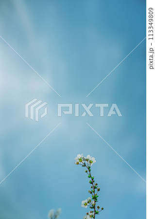 ユキヤナギと空 113349809