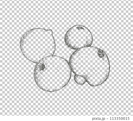 Hand-drawn illustration of puffball 113350015