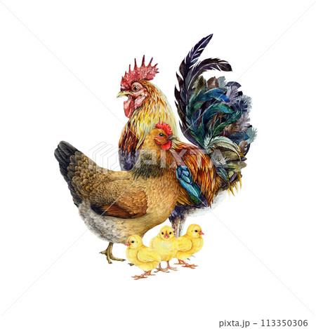 Rooster with hen and chicks painted illustration. Farm bird chicken family watercolor vintage style illustration. Rooster, hen with their brood on white background. Livestock bird family isolated Rooster with hen and chicks painted illustration. Farm bird chicken family watercolor vintage style illustration. Rooster, hen with their brood on white background. Livestock bird family isolated 113350306