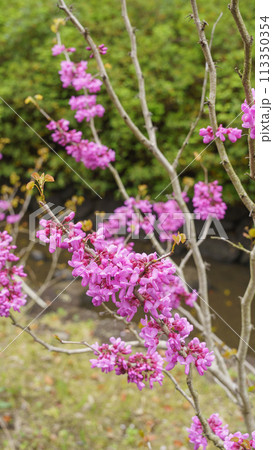 ハナズオウの花 ハナズオウの花 113350354