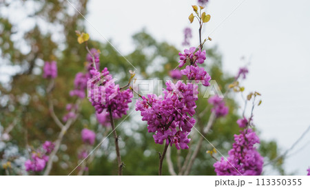 ハナズオウの花 113350355