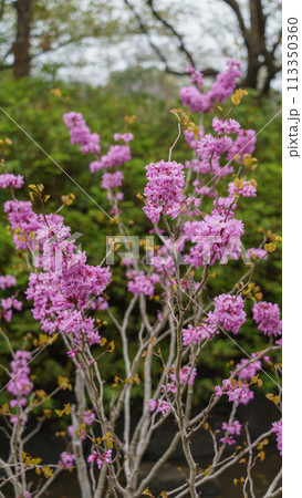 ハナズオウの花 ハナズオウの花 113350360